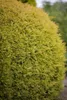 Thuja occidentalis 'Rheingold', Lebensbaum, goldgelb, 50–60 Produktbild-Vorschau 1