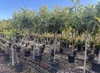 Sunny Tree - Loquat-Baum (Japanische Wollmispel) – Produktbild-Vorschau 6