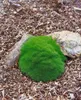 Scleranthus uniflorus, Polsterkissenmoos, ca. 9x9 cm Topf Produktbild-Vorschau 2