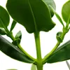 Balsamapfel - Clusia major - ca. 55-65 cm - 17cm Topf - Produktbild-Vorschau 2