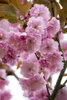 Prunus serrulata 'Kanzan', Japanische Blütenkirsche, rosa, Produktbild-Vorschau 6