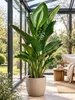 Strelitzia augusta 130–160 cm – Weiße Paradiesvogelblume, Produktbild-Vorschau 1