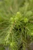 Larix kaempferi, Japanische Lärche, 80–100 cm Produktbild-Vorschau 5