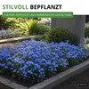 Vergissmeinnicht Indigo Compacta Blue Samen - Myosotis Produktbild-Vorschau 7