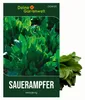 Sauerampfer Mehrjährig Samen - Rumex acetosa - Produktbild-Vorschau 1