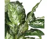 Dieffenbachia pvc avec pot gris Voir les images du produit 5