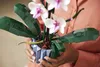 LEGO® Botanicals 10311, Orchidea Anteprima dell’immagine prodotto 18