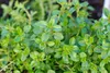 Nasiona ziół Tymianek właściwy zioła do ogrodu - Toraf 316 Podgląd zdjęcia produktu 14
