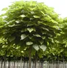 Trompetenbaum 'NANA' auf Stamm 80 cm, Cont. 5 l Produktbild-Vorschau 3