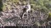 Outdoor Wildlife Hunting Trail und Wildkamera OXE Gepard Produktbild-Vorschau 13
