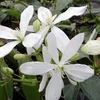Clematis Armandii (zimozielony i odporny) - Wieloletnie Podgląd zdjęcia produktu 1