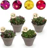 Exotenherz, plante couvre-sol - Mélange de Delosperma - Voir les images du produit 3