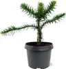 Chilenische Tanne – Araucaria araucana – Topfpflanze (19 Produktbild-Vorschau 3