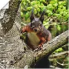 ARTland Poster Eichhörnchen Blick Größe: 30x30 cm Produktbild-Vorschau 1