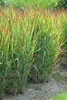 Stauden Gänge 5 x Panicum virgatum 'Shenandoah' im 1 Liter Produktbild-Vorschau 5