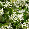 Jasmin étoilé - Set de 2 - Trachelospermum jasminoides - Voir les images du produit 4