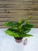 [Palmenlager] - Alpinia zerumbet variegata / Muschelingwer Produktbild-Vorschau 4