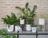 A collection of potted plants displayed on a shelf against a brick wall. Podgląd zdjęcia produktu