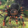 Obrovský pavúk na diaľkové ovládanie Tarantula s diaľkovým Náhľad obrázku produktu 15