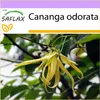 SAFLAX - Parfémový strom / Ylang Ylang - Cananga odorata - Náhled obrázku produktu 10