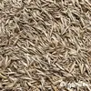 Schattenrasen Samen Elegant - 1 kg = 50 m2 – Rasensaat Für Produktbild-Vorschau 5