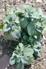 Salvia officinalis 'Berggarten', Küchensalbei, aromatisch, Produktbild-Vorschau 5
