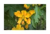 10x Senna corymbosa Argentinische Kassie Cassia corymbosa Produktbild-Vorschau 2