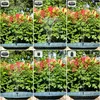 A collage of six images showing a solar fountain with different spray patterns, set against a backdrop of green foliage and red flowers. Produktbild-Vorschau