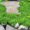 6 x Kahles Bruchkraut - Herniaria glabra  | Topf 9cm x 9cm Produktbild-Vorschau 2