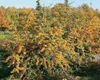 Pyracantha 'Saphyr Jaune', Feuerdorn, gelb, 60–80 cm Produktbild-Vorschau 2