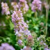 Thymus vulgaris - tymián zahradní, 12 rostlin, prumer 9cm, Náhled obrázku produktu 3