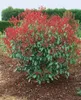 Photinia fraseri 'Red Robin', Glanzmispel, rot, 60–80 cm Produktbild-Vorschau 9
