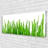 Acrylglasbilder 125x50 Wandbild Druck Gras Pflanzen Produktbild-Vorschau 2