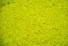 LK Baits Fluoro Pellets Ananas/N-Butyrique 1kg 04150509 Voir les images du produit 1