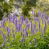 6x Agastache Blue Fortune P9H20 Produktbild-Vorschau 5