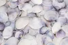 Codakia punctata - Meeresmuschel - Muscheln zum Basteln und Produktbild-Vorschau 3