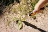Fiskars Xact espulsore di erbacce Fiskars 1027046 Anteprima dell’immagine prodotto 14