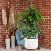 Birkenfeige - pflegeleichte Zimmerpflanze, Ficus benjamini Produktbild-Vorschau 2