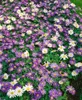 Anemone blanda 'Blue Shades', Balkan-Windröschen, blau, ca. Produktbild-Vorschau 12