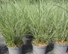 Chinaschilf Dread Locks - Miscanthus sinensis - grün mit Produktbild-Vorschau 3