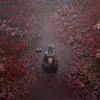 A person kneeling in a path surrounded by red and pink flowers. Náhled obrázku produktu