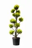 Chamaecyparis Stardust - Gartenbonsai  130–140 cm | Goldene Produktbild-Vorschau 1