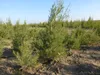 Rooibos (Aspalathus linearis) – 10 nasion Podgląd zdjęcia produktu 2