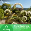 Vitabay Traubensilberkerze 2.500 mg – 120 vegane Kapseln – Produktbild-Vorschau 5