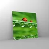 Bilder auf glas - Marienkäfer Wasser Grün Umwelt - 60x60cm Produktbild-Vorschau 4