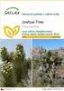 SAFLAX - Joshua Tree - Yucca brevifolia - 10 Semena Náhled obrázku produktu 1
