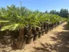 Palme Trachycarpus Fortunei – Hanfpalme Höhe ca. 160 cm, Produktbild-Vorschau 6