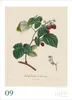 DUMONT Wandkalender Alte Obstsorten 2027, 50 x 70 cm, mit Produktbild-Vorschau 6