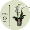 Schmetterlingsorchidee - Phalaenopsis Multiflora - Höhe Produktbild-Vorschau 2
