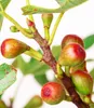 BALDUR Garten 1x Mini Feigenbaum Little Miss Figgy, Pflanze Produktbild-Vorschau 2